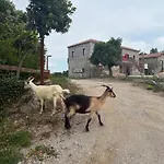 Bujtina * Rragam